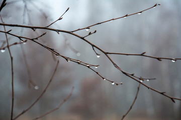Fototapeta na wymiar Water drops on branch autumn weather cold rain