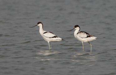 Pied avocet. The pied avocet is a large black and white wader in the avocet and stilt family, Recurvirostridae.