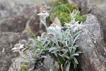 早池峰山のハヤチネウスユキソウ