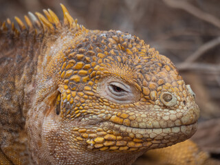 Close up of head of Iguana in Galápagos Islands