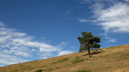 Arbre seul sur la colline