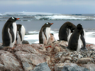 Obraz premium Gentoo Penguins standing on rocks with ocean and ice in the background in Antarctica