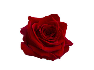 Dark red rose is on white background