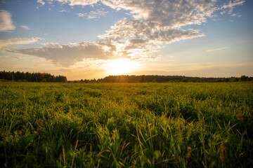 Hot summer day, field at sunset, Kaluga region, Russia