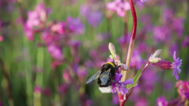 Bumblebee collects nectar from a flower and takes off, slow motion 250p
