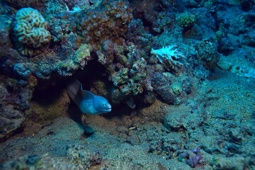 Fototapeta premium moray eel under water, nature photo wild snake predator marine in the ocean