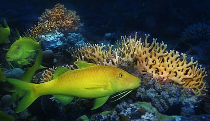 coral fish in the red sea underwater photo