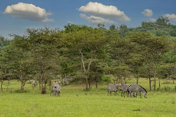 Burchells zebras (Equus quagga burchellii), Lake Mburo National Park, Uganda