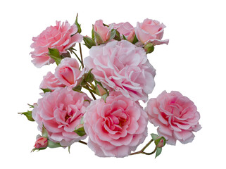 Delicate pink roses with green leaves isolated on white