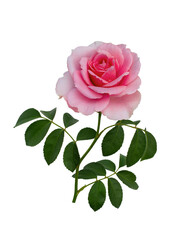 Delicate pink rose with green leaves isolated on white
