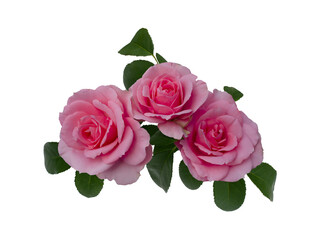Naklejka premium Delicate pink roses with green leaves isolated on white