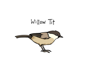 Vector card with hand drawn cute Willow Tit. Ink drawing, beautiful animal design elements. Logo template