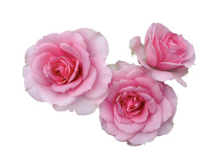 Pink rose flowers arrangement isolated on white background