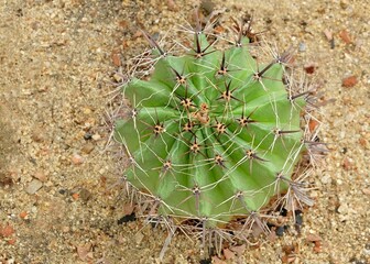 Echinocactus Grusonii Cactus Plant in Tropical Garden