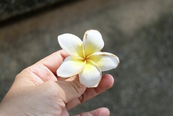 Fototapeta na wymiar Hand Holding Beauty White Plumeria Frangipanis Flower