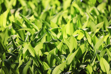 lilies of the valley leaves green background, nature fresh green garden texture