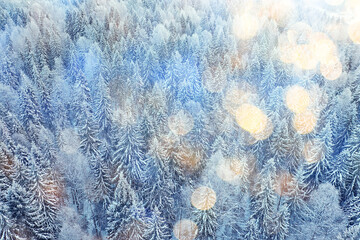 trees forest frost top view background, abstract drone view nature seasonal winter spruce