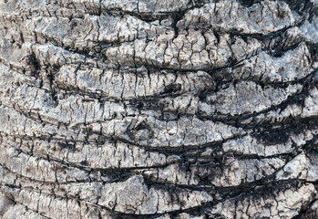 Palm tree trunk close-up. Dry bark on the trunk. The texture of the trunk of a palm tree.