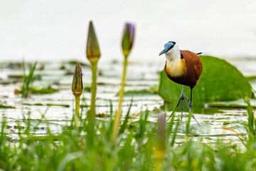 African jacana, Actophilornis africanus, walking lightly on waterlilies pads in Mabamba swamp,...
