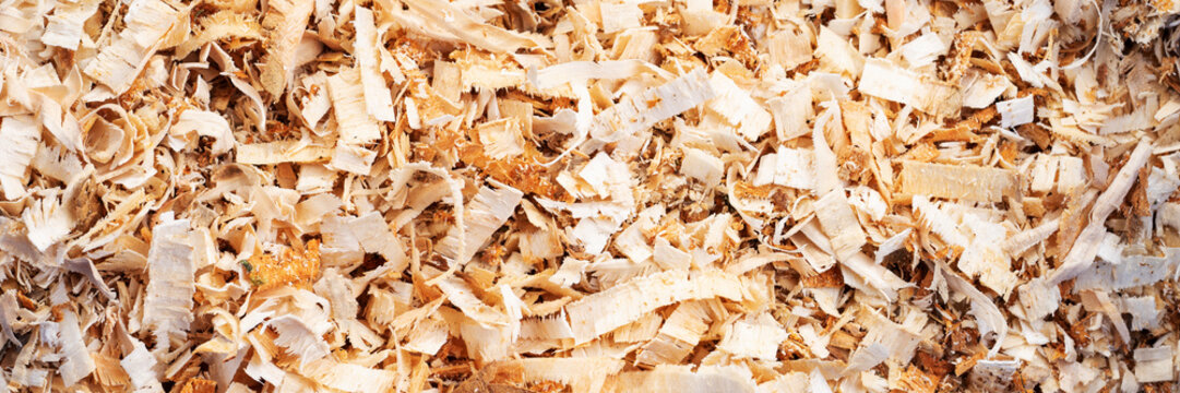 Woodworking wood shavings or wood curls. Panoramic background