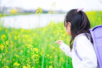登校中にお花畑で遊ぶ小さな女の子