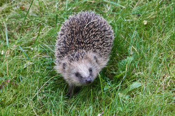 Junger Igel im Herbst	