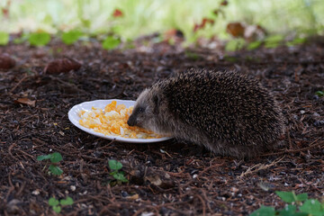 Junger Igel im Herbst	