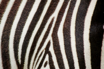 Texture of striped black and white zebra skin, close-up view. Abstract animals backgrounds