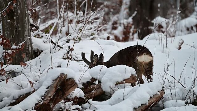 Roe Deer buck (Capreolus capreolus) in the forest. Bieszczady Mts. Poland