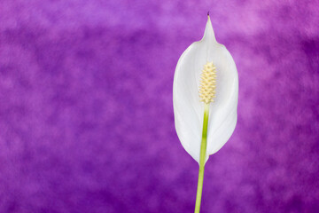 White spathiphyllum flower on a purple background
