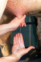 Traite des vaches, régles d'hygiène et contrôle sanitaire. Agricultrice pressant le pis de la mamelle pour en faire sortir le lait