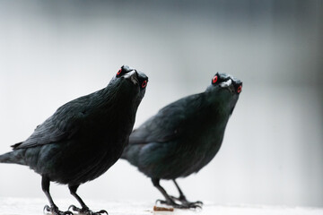 Asian Glossy Starling Pair, Aplonis panayensis,