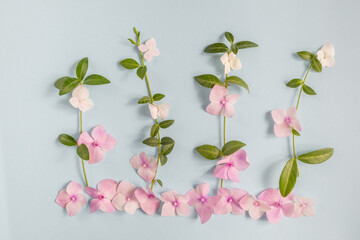 Pattern flowers of pink hydrangea and green leaves on a blue background. Flat lay and cosmetic background, top view.