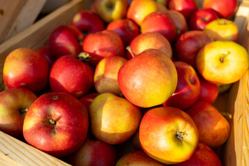 Fototapeta na wymiar Ripe apples in wooden box