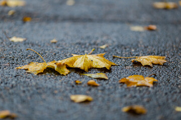 Yellow leaves lie on the gray asphalt. Autumn background.