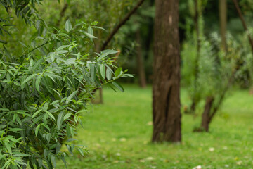 Obraz premium Green branches in the foreground. The background is blurred. Summer day in the park.