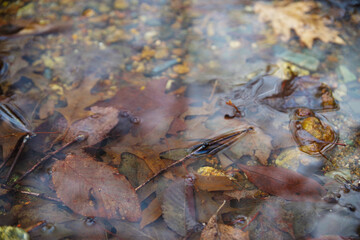Closeup of autumn leaves under shallow water of a woodland stream