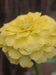 yellow dahlia flower