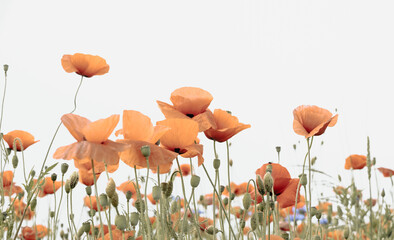 field of poppy flowers