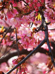 花照らす横丁