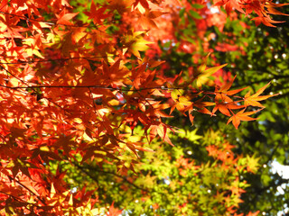 森に流れ込む変容