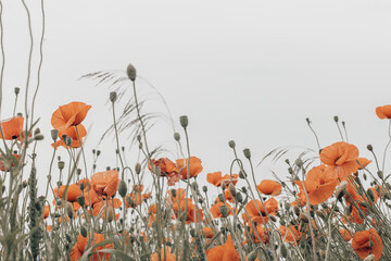 poppy flowers 