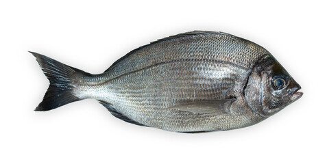 Dorada fish isolated on white background. Fresh fish.