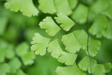 green leaves background