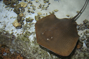 blurred fish stingray under water, Leopard whipray (Himantura leoparda) in the pool