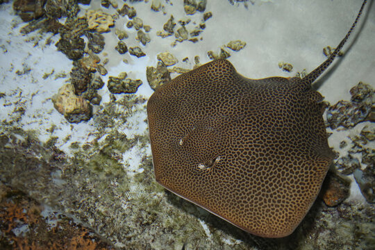 blurred fish stingray under water, Leopard whipray (Himantura leoparda) in the pool