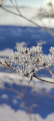 snow on the branches