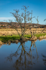 Stream, with blue water, runs towards clear sky, yellow reeds and grass on the shore, trees...