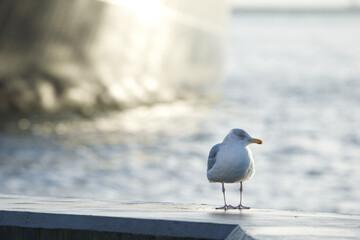 Obraz premium white or grey seagull standing and watching the camera on the harbour in winter with small sunshine in the morning, blurred big ship background and sea
