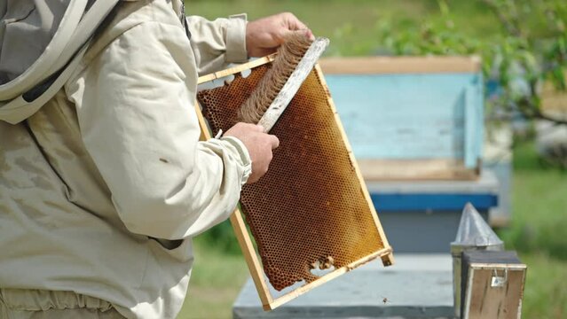 Beekeeper uses a long brush to shake off the bees from honeycomb. Apiarist working at his bee farm on sunny day.